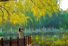 快乐的森林舞会内容-快乐的森林舞会